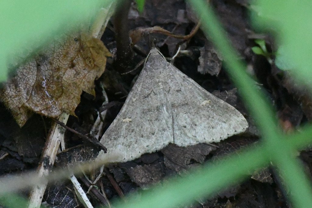 060 2017-07081535 Broad Meadow Brook, MA.JPG - Sober Renia Moth (Renia sobrialis). Broad Meadow Brook Wildlife Sanctuary, MA, 7-8-2017